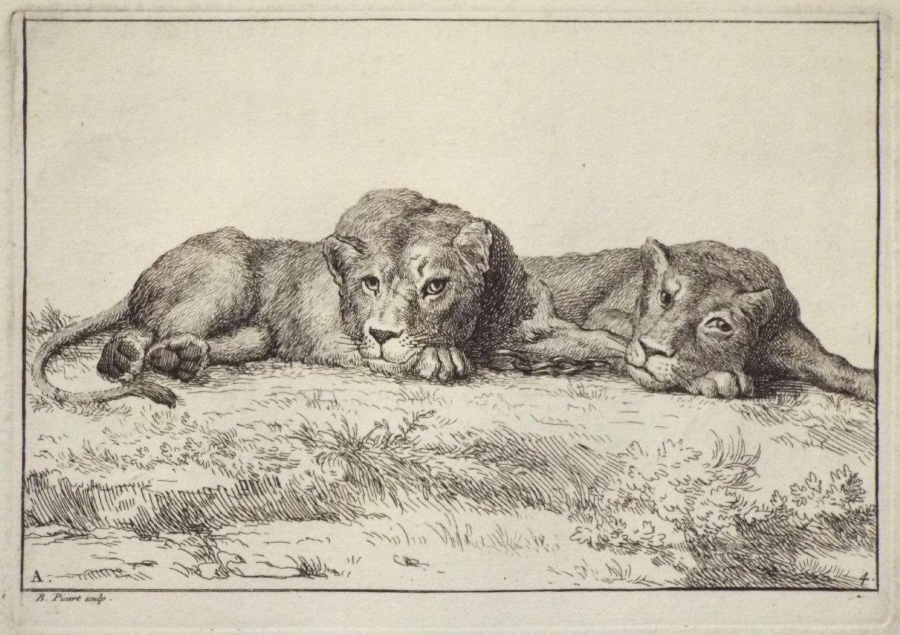 Etching - A. 4. Two lionesses - Picart